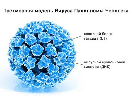 Hogyan kell kezelni a humán papillomavírus nők - részletek