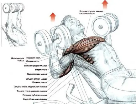 Hogyan építsünk mellizmok gyakorlatok a felső és az alsó rész, trainingbody Hogyan építsünk mellizmok gyakorlatok a felső és az alsó rész, trainingbody