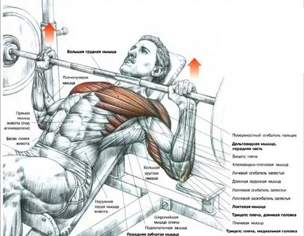 Hogyan építsünk mellizmok gyakorlatok a felső és az alsó rész, trainingbody (szivattyú) Hogyan építsünk mellizmok gyakorlatok a felső és az alsó rész, trainingbody
