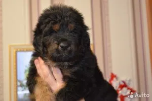 Hogyan felhívni a lányt, labrador kiskutyát, a kiskutya