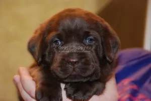 Hogyan kell elnevezni a kutya labrador, heppidogs