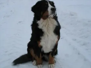 Hogyan kell elnevezni a kutya labrador, heppidogs