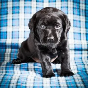 Hogyan kell elnevezni a kutya labrador, heppidogs