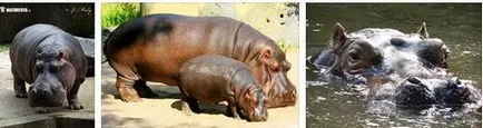 Hogyan kell felhívni a víziló (gippopopotama) (döntetlen) Hogyan kell felhívni a víziló (gippopopotama)