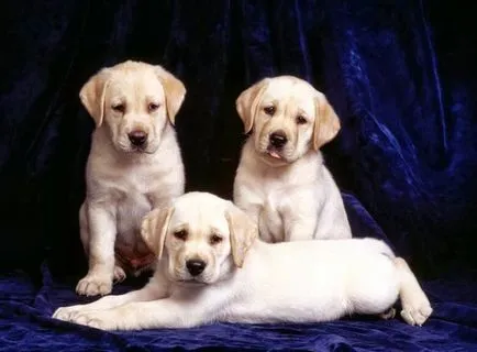 Hogyan kell elnevezni a fiú becenevek labrador kölyök kutyák Labrador, én, te, és körös-körül (Labrador) Hogyan kell elnevezni a fiú becenevek labrador kölyök kutyák Labrador, én, te, és egész