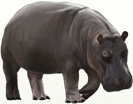 Hogyan kell felhívni a víziló, víziló figura szakaszában (Hippo festék színek) Hogyan kell felhívni a víziló képet víziló szakaszokban