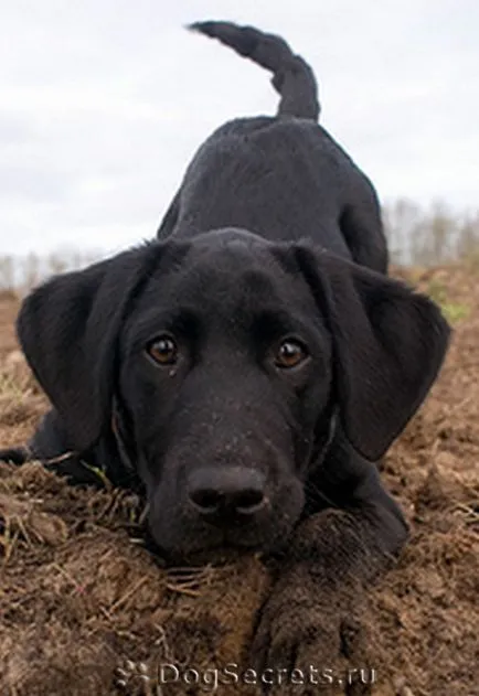 Hogyan kell elnevezni a fiú, mint a Labrador kutya nevezett szabályok és jellemzői a kutya neve, receptek Hogyan kell elnevezni a fiú, mint a Labrador kutya nevezett szabályok és jellemzői a kutya neve, receptek