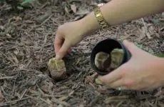 Hogyan állapítható meg a talaj termőképességét - uh! Cottage 100 tippeket az alku
