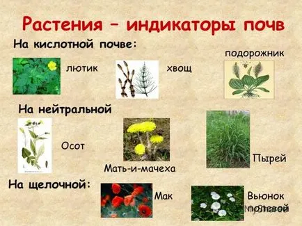 Hogyan határozzák meg a készítmény a talaj a kertben (a kertben) Hogyan határozzák meg a készítmény a talaj a kertben