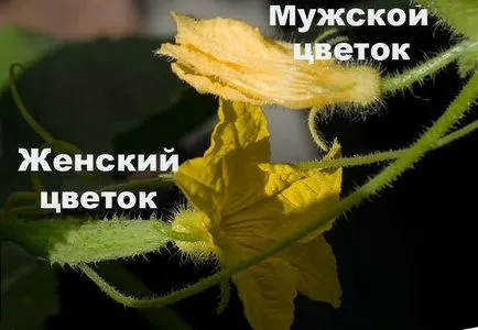 Hogyan lehet megkülönböztetni male női petefészekben uborka (férfi) Hogyan lehet megkülönböztetni a férfi nőstény petefészek uborka