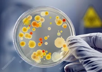 Hogyan Staphylococcus aureus egy beteg ember