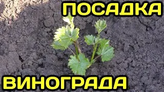 Mivel a szőlő dugványok tavasszal (szőlő) Hogyan növény szőlő dugványok tavasszal