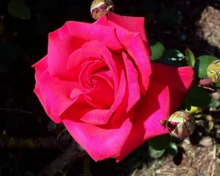 Mivel növény virág csokor dugvány és csemete (Rose) Hogyan ültessünk egy rózsát a csokrot, dugvány és palánták