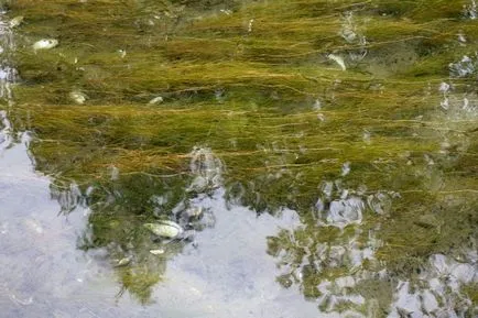 Hogyan lehet elkapni ponty horgászbottal és feeder - főzés videó csali (feeder) Hogyan lehet elkapni ponty horgászbottal és feeder - főzés videó csali