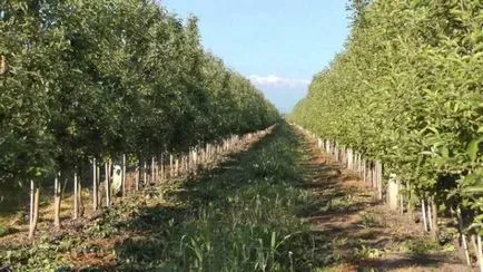Karbantartás a kert tavasszal különösen karbamid kezelés kártevők a kezüket, fotó és videó