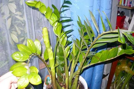 A Zamioculcas levelek sárgulnak, miért és mit kell csinálni