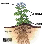 Hogyan törődik bőrkabát