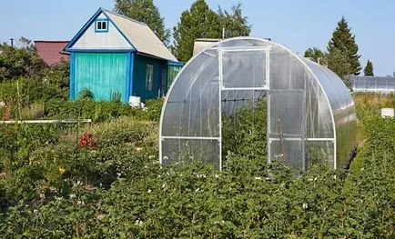 Hogyan válasszuk ki a melegházban uborka (tanya) Hogyan válasszuk ki a üvegház uborka