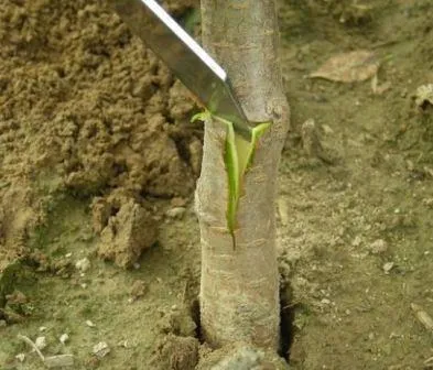 Milyen a növény a hagyma tavasszal, nyáron, lépésről lépésre fotó és videó használati