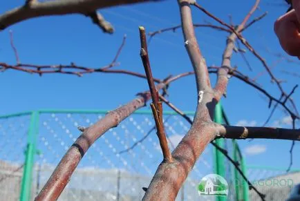 Milyen a növény a hagyma magad - tanácsot egy tapasztalt kertész Milyen a növény a hagyma magad - tanácsot egy tapasztalt kertész