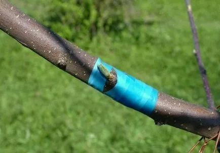 Milyen a növény a hagyma tavasszal, nyáron és ősszel augusztusban; hogyan kell csepegtetni alma körte (lépésenkénti) Milyen a növény a hagyma tavasszal, nyáron és ősszel augusztusban; milyen a növény egy körte az almafa