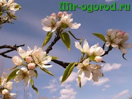Hogyan kell bevezetni Videó körte rugó (Friss kerti cikkek kert) Milyen a növény a hagyma tavasszal videó
