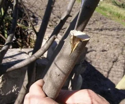 Milyen a növény a hagyma tavasszal, nyáron és ősszel augusztusban; hogyan kell csepegtetni alma körte (alma) Milyen a növény a hagyma tavasszal, nyáron és ősszel augusztusban; milyen a növény egy körte az almafa