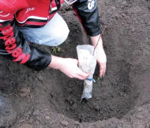 Hogyan növény a dugványok tavaszán szőlő volt az eredménye a kiváló video (dugványok szőlő) Hogyan növény a dugványok tavaszán szőlő volt kiváló video eredménye