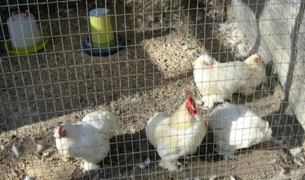 Hogyan szaporodnak a csirkék a coop a takarmány alap (tyúkól) Hogyan szaporodnak a csirkék a coop az élelmiszer-ellátási