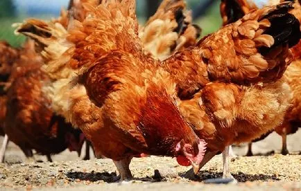 Hogyan szaporodnak tojótyúkok otthon (home) Hogyan szaporodnak tojótyúkok otthon