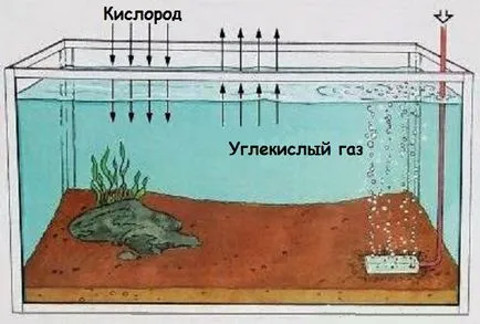 Hogyan készítsünk saját kezűleg oxigént akvárium