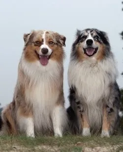 Mint a kutya harap egy férfi, heppidogs