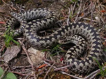 Bog leírása növény- és állatvilág, amely megtalálható a vizes élőhelyek