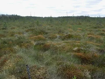 Bog leírása növény- és állatvilág, amely megtalálható a vizes élőhelyek