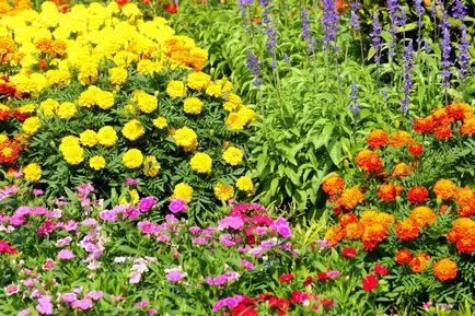 Hogyan lehet díszíteni egy külvárosi területen virággal - Photo leírása (kertemben) Hogyan lehet díszíteni egy külvárosi területen virággal - fényképeket leírás