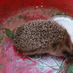 Hogyan, hogy elpusztítsa a lótetű