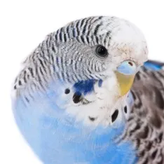 Hogyan törődik papagájok az otthoni, lovebirds (feltételek) Hogyan törődik papagájok az otthoni, tubicáim
