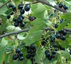 Hogyan törődik ribizli, kertvárosi övezetben (ellátás) Hogyan törődik ribizli, kertvárosi övezetben