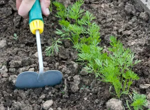 Hogyan törődik téli Tusi - menedéket korona és gyökér (Tusi) Hogyan törődik téli Tusi - menedéket korona és gyökér