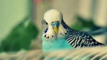Hogyan törődik papagájok az otthoni, lovebirds (feltételek) Hogyan törődik papagájok az otthoni, tubicáim
