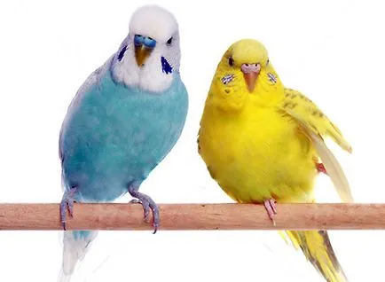 Hogyan törődik papagájok az otthoni, lovebirds (feltételek) Hogyan törődik papagájok az otthoni, tubicáim