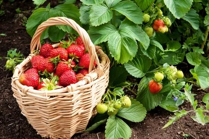 Hogyan nőnek eper módszerek és jellemzők