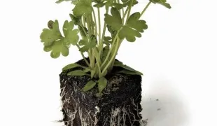 Hogyan növekszik a citromfű