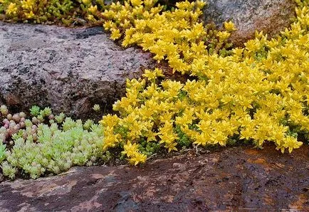 Hogyan növekszik kövirózsa - ültetés és gondozása stonecrop