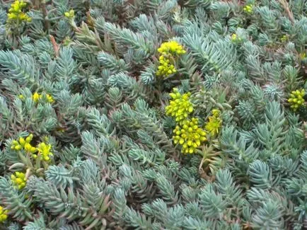 Hogyan növekszik kövirózsa - ültetés és gondozása stonecrop