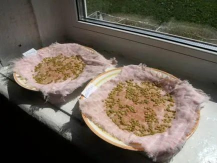 Hogyan növekszik egy jó paradicsom palántákat az otthoni (nő) Hogyan növekszik egy jó paradicsom palántákat otthon