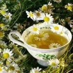 Hogyan sört zsálya, csoda tea