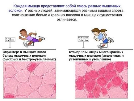 Cardio a szív, kardió edzés a szív, a szív, hogy megerősítse a szív, kardió edzés
