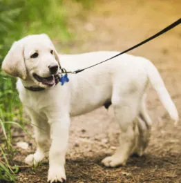 Becenevek Labrador fiúk és lányok