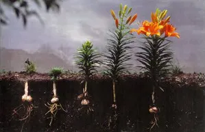 Ha lehetséges transzplantáció liliom - tavasszal vagy ősszel (is) Ha lehetséges transzplantáció liliom - a tavasszal vagy ősszel